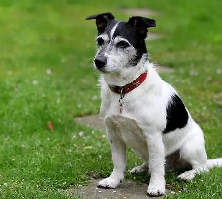 Daire Felicitas Mit Sauna By Appartementhaus Theresia Bad Mitterndorf