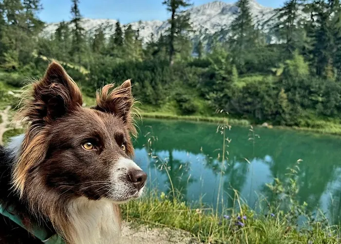 Felicitas By Appartementhaus Theresia Bad Mitterndorf